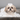 Beauty Routine  Shih Tzu - Toelettatura Pelo Matto